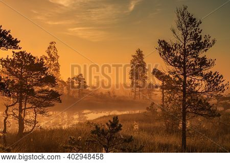 Mystical Morning In The Wild Sweden Taiga