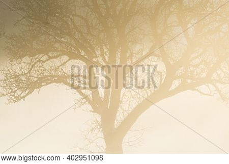 Light As Life Force In Nature