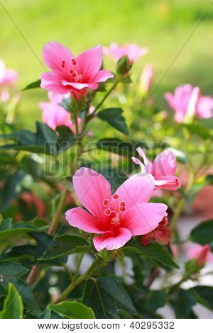 Çiçek pembe hibiscus çiçek
