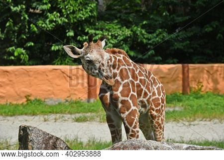 Giraffe In The Zoo Against The Background Of An Orange Wall And Trees, The Neck Is Almost Invisible,