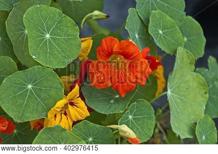 Nasturtium Flower, Indian Cress Or Tropaolum Majus In The Summer Garden, Jeleznitsa,  Bulgaria
