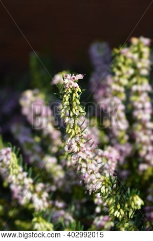 Darley Dale Heath - Latin Name - Erica X Darleyensis