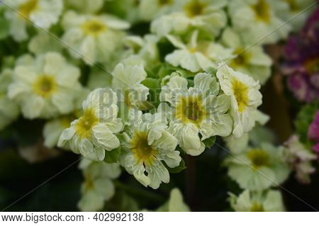 Yellow Poison Primrose - Latin Name - Primula Obconica