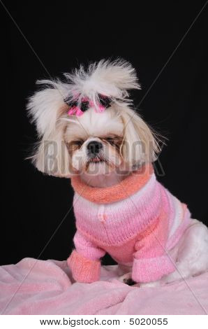 Hund müde Shih tzu