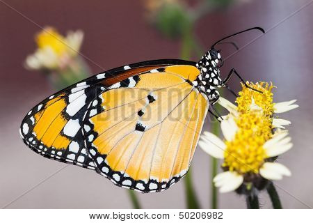 The Plain Tiger Butterfly