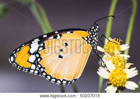 The Plain Tiger Butterfly