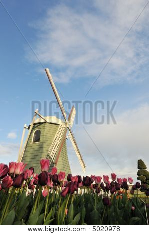 Tulipan blomster og vindmølle i Roozengaarde, Skagit Valley