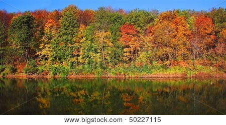 Forest On The Bank Of The River