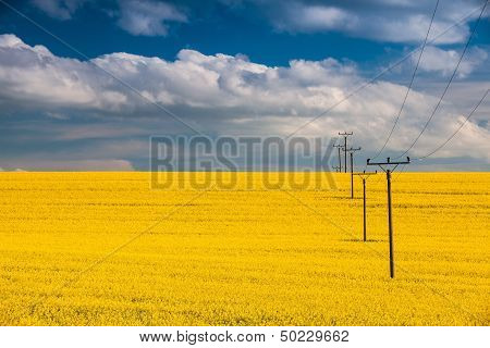 Rape Field And Blue Sky