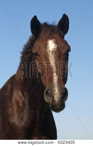Pferd Gesicht