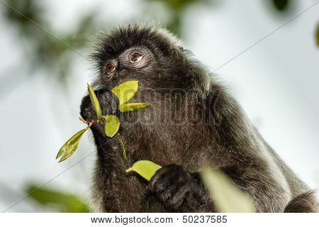 Silverleaf Monkey Feeding On Leaves