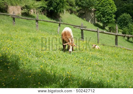Goat Mother And Son