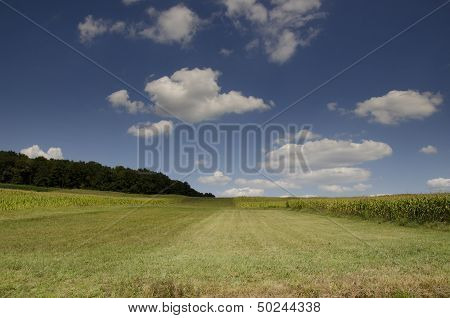 between corn fields