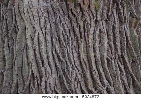 Bark