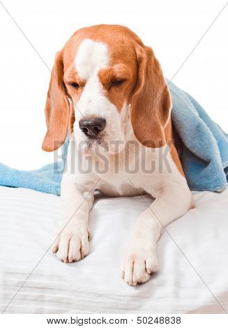 Very Much Sick Dog  On  White Background