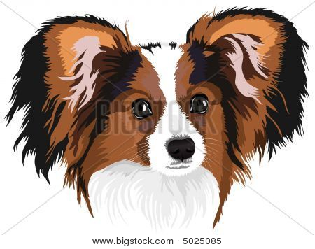 Papillon