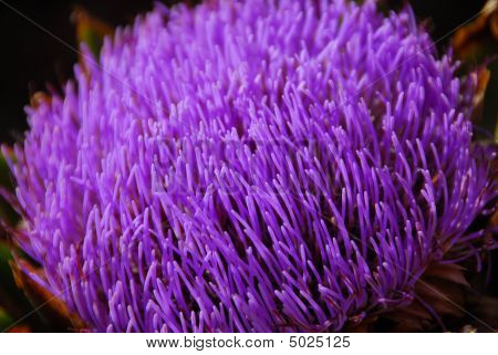 Mor Thistle çiçek bitki Cirsium