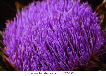 Purple Thistle Flower Asteraceae Cirsium