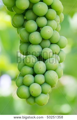 Unripe Green Grapes