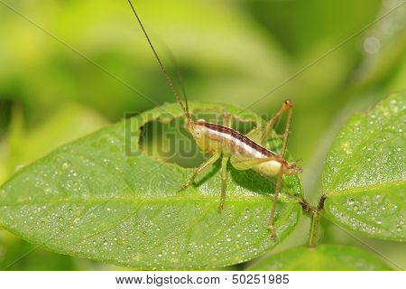 Katydids Nymphs