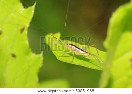 Katydids Nymphs
