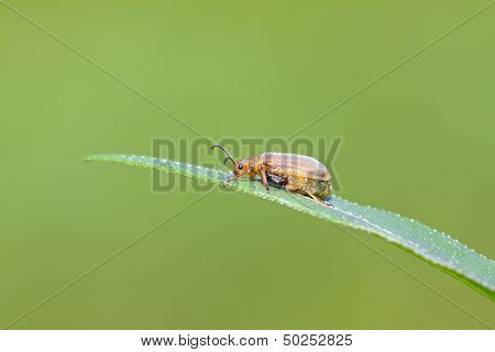 Hotaru Plagiodera