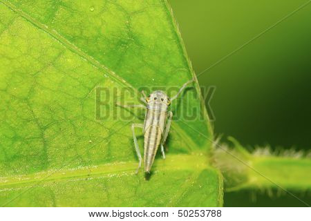 Leafhopper Larvae
