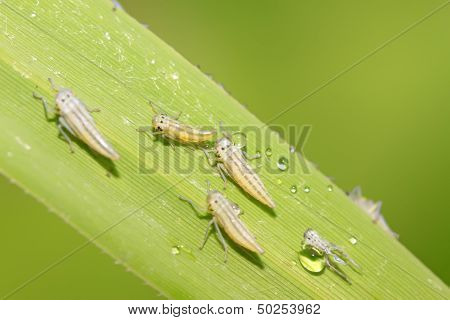 Leafhopper Larvae