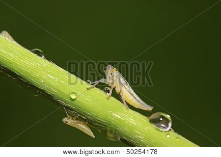 Leafhopper Larvae