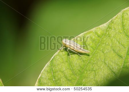 Leafhopper Larvae