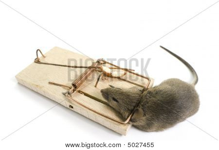 Mousetrapped