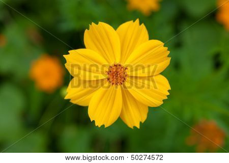 Yellow Cosmea Flower In Green Garden