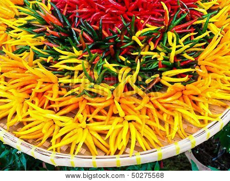 Colorful of Hot Chili Peppers