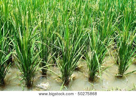 Rice fields.
