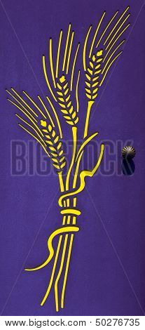 Yellow ears of corn on a violet door