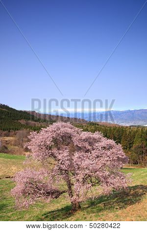 Cherry Tree And Snowy Mountain