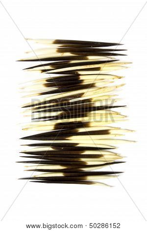 Arrangement Of Porcupine Quills