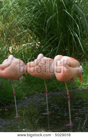 Três dormindo Flamingos chilenos em uma perna