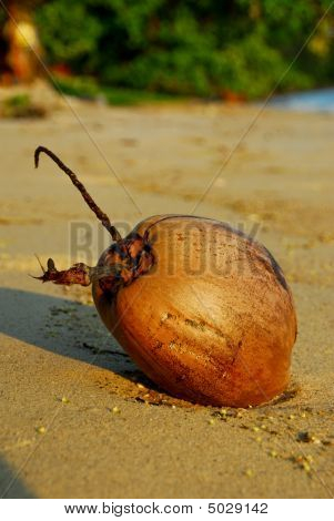 Kokos ved stranden