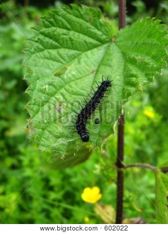 Caterpillar