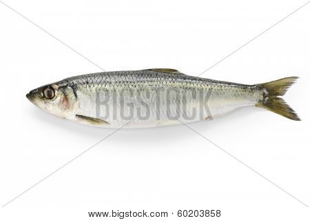 herring isolated on white background