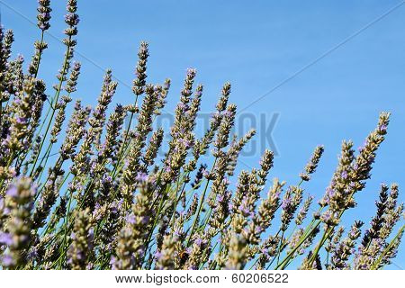 lavender