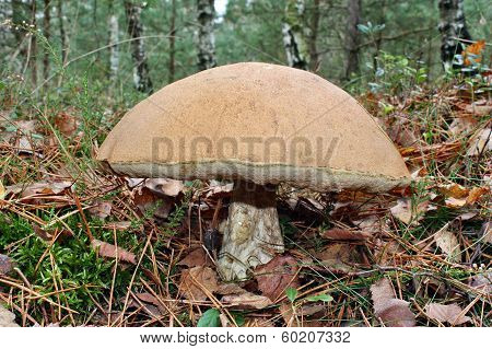 Great Record Mushroom