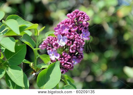 lilac