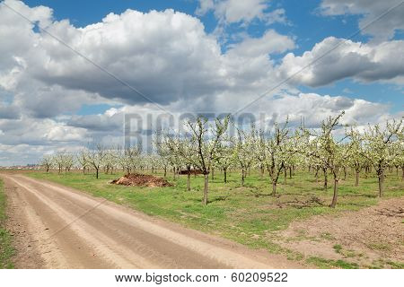 Agriculture, Plum Orchard