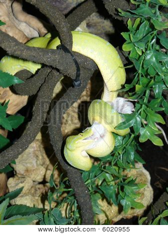 Green Tree Python