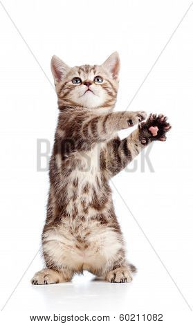 Funny Standing Playful Kitten Isolated On White Background