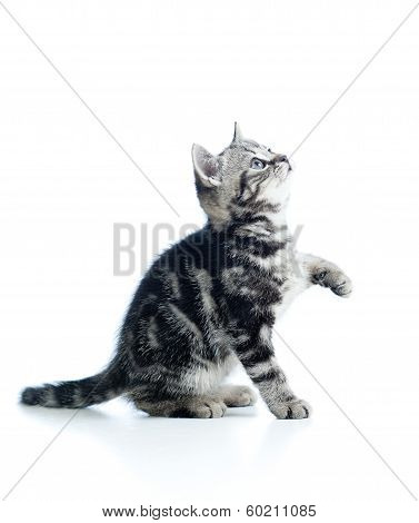 Baby Playful Cat Isolated On White Background