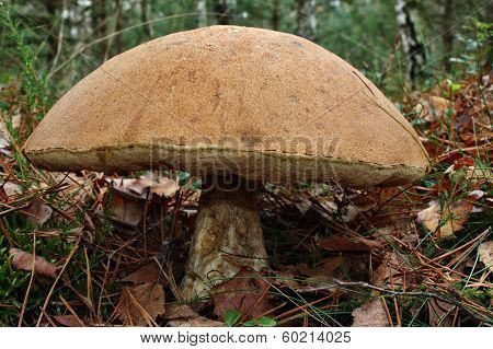 Great Record Fungus