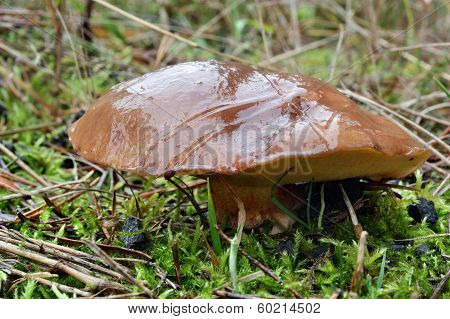 Mushroom Suillus Luteus